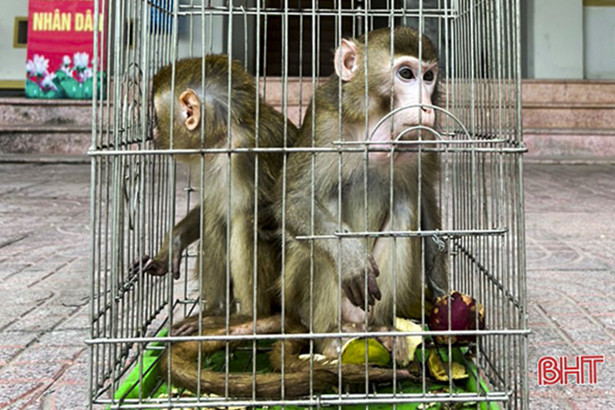 Vào ngày 4/1, Công an thị trấn Đức Thọ phối hợp với Hạt Kiểm lâm huyện vận động gia đình bà Trần Thị Hà, trú tại TDP 2, thị trấn Đức Thọ, tỉnh Hà Tĩnh giao nộp 2 cá thể khỉ vàng (Macaca Mulatta) cho Vườn Quốc gia Vũ Quang.