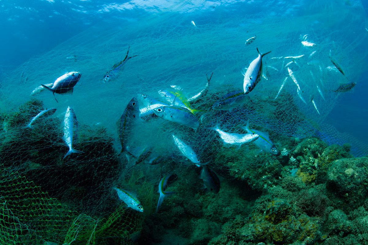 Trên những hòn đảo nhỏ ở eo Mozambique, họ mưu sinh ở những nơi thiếu nước uống, thức ăn và không gần bệnh viện, trường học. Ảnh: Một đàn cá mắc lưới ngư dân.