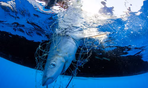 Ngư dân vẫn tiếp tục đánh bắt cá mập dù giá vây cá đang giảm xuống.