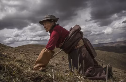Đông trùng hạ thảo là một loại đông dược quý hiếm hình thành từ ấu trùng sâu bướm và nấm Cordyceps. Vào mùa đông, nấm bắt đầu ký sinh vào sâu non. Chúng ăn hết chất dinh dưỡng của sâu non khiến sâu chết. Không ai biết cách thức nấm xâm nhập cơ thể sâu. Rất có thể sâu ăn bào tử nấm hoặc chúng mắc bệnh nấm ký sinh từ các lỗ thở. Đông trùng hạ thảo được dùng để điều trị nhiều loại bệnh, gồm hen suyễn, ung thư và liệt dương.