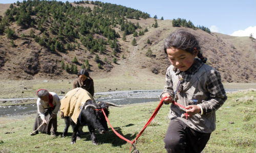Anidolma (phía sau bên trái) cùng cháu gái, Dayko (phía sau bên phải) và con gái của Dayko, Tserlan (7 tuổi) đang kéo một chú bò Tây Tạng gần nhà của họ ở Garze.