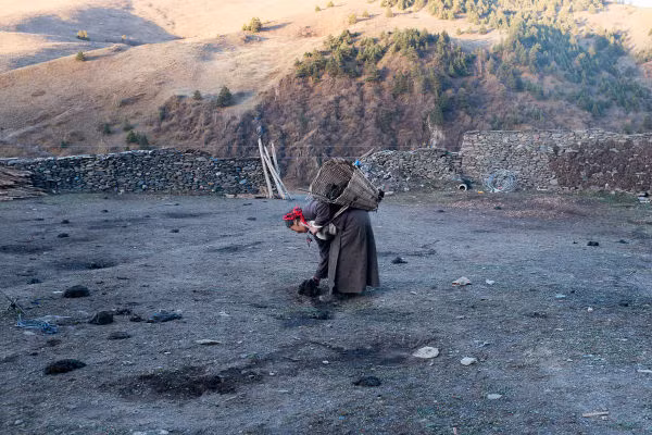 Anidolma, 69 tuổi, lượm phân bò sau khi thả 27 chú bò Tây Tạng ra ngoài đồng gặm cỏ. Phân bò được sử dụng để làm vật liệu xây dựng cũng như nhiên liệu đốt,...