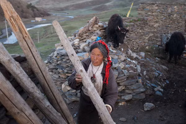 Anidolma, 69 tuổi, mở cửa khu chuồng nhốt những con bò Tây Tạng của gia đình bà. Vào mùa hè, Anidolma và gia đình bà cùng đàn bò rong ruổi khắp các vùng cỏ Tagong. Họ dựng lều để ở tạm.
