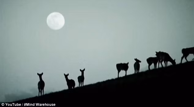 20 năm sau khi con người biến mất, thực vật bao phủ trên thế giới và một số thành phố bị vùi lấp trong cát.