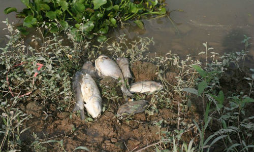 Cá chết nổi trắng sông Thương.