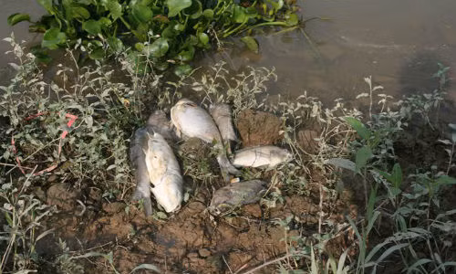 Cá chết nổi trắng sông Thương.