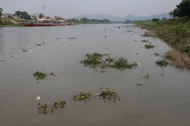 Hơn chục tấn cá đã được thải ra sông Thương gây ô nhiễm môi trường.