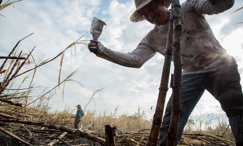 Công nhân Ermando de Jesus Hernandez, 39 tuổi, sử dụng dao phát do WE Program cung cấp để chặt mía. Một số công nhân cho biết, cách này giúp họ tăng năng suất. Được biết, mỗi một tấn mía, Hernandez chỉ kiếm được 2,26 USD.