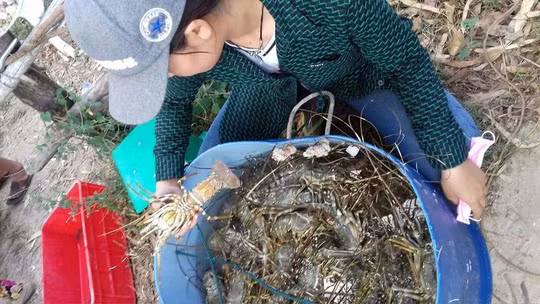 Tôm chết khiến người dân khốn khổ.