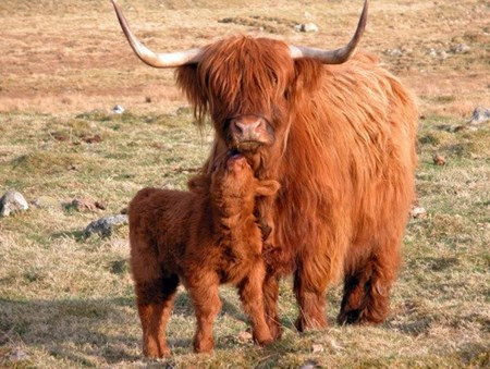 Bộ lông bò dài nhất chắc hẳn thuộc về loài bò cao nguyên (Highland Cows). Bạn có thể nhìn thấy chúng ở Scotland nhưng có lẽ bộ lông không sạch đẹp như trong bức ảnh này.