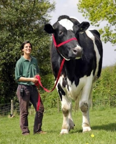 Đối lập với bò Zebus là loài bò Holstein Friesian – giống bò cao lớn nhất thế giới.