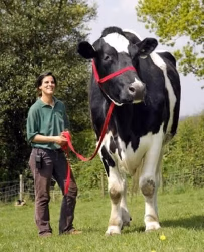Đối lập với bò Zebus là loài bò Holstein Friesian – giống bò cao lớn nhất thế giới.