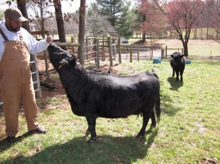 Có thể bạn nghĩ rằng chú bò này bị một dị tật bẩm sinh nào đó nhưng thực ra đó là ngoại hình vốn có của bò Dexter. Đây là giống bò nhỏ nhất ở châu Âu và là giống cực hiếm có nguồn gốc từ Ireland.