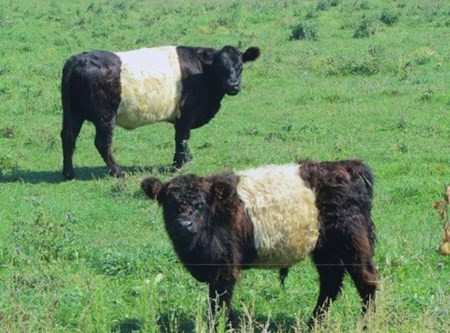Bò Galloway (Belted Galloway Cows) sở hữu hình dáng hết sức quái dị với mảng lông vàng nhạt kẹp giữa hai mảng nâu đen ở đầu và mông.