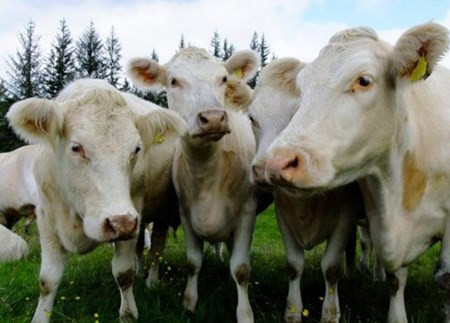 Bò sừng ngắn lông trắng (Whitebred Shorthorn Cows) nhìn có vẻ khá bình thường. Nhưng bạn sẽ không thể thấy chúng một cách dễ dàng bởi đây là giống bò hiếm nhất thế giới, thậm chí hiếm hơn cả gấu trúc khổng lồ.