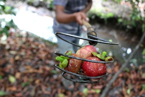 Măng cụt Lái Thiêu từ cây trăm tuổi giá 20.000 đồng/kg - Hình 10 Mang cut Lai Thieu tu cay tram tuoi gia 20.000 dong/kg-Hinh-10