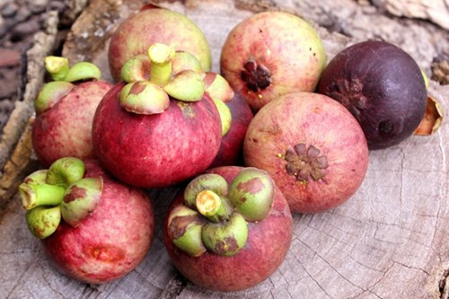 Măng cụt Lái Thiêu từ cây trăm tuổi giá 20.000 đồng/kg - Hình 11 Mang cut Lai Thieu tu cay tram tuoi gia 20.000 dong/kg-Hinh-11