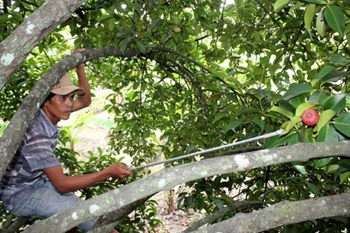 Măng cụt Lái Thiêu từ cây trăm tuổi giá 20.000 đồng/kg - Hình 8 Mang cut Lai Thieu tu cay tram tuoi gia 20.000 dong/kg-Hinh-8