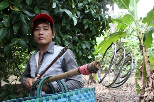 Măng cụt Lái Thiêu từ cây trăm tuổi giá 20.000 đồng/kg - Hình 7 Mang cut Lai Thieu tu cay tram tuoi gia 20.000 dong/kg-Hinh-7