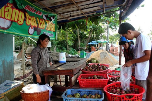 Măng cụt Lái Thiêu từ cây trăm tuổi giá 20.000 đồng/kg - Hình 15 Mang cut Lai Thieu tu cay tram tuoi gia 20.000 dong/kg-Hinh-15