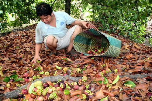 Măng cụt Lái Thiêu từ cây trăm tuổi giá 20.000 đồng/kg - Hình 9 Mang cut Lai Thieu tu cay tram tuoi gia 20.000 dong/kg-Hinh-9