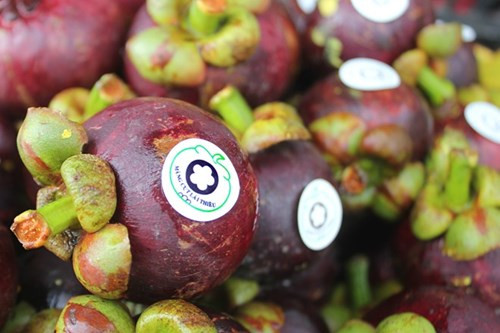 Măng cụt Lái Thiêu từ cây trăm tuổi giá 20.000 đồng/kg - Hình 14 Mang cut Lai Thieu tu cay tram tuoi gia 20.000 dong/kg-Hinh-14