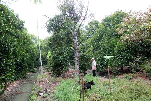 Măng cụt Lái Thiêu từ cây trăm tuổi giá 20.000 đồng/kg - Hình 3 Mang cut Lai Thieu tu cay tram tuoi gia 20.000 dong/kg-Hinh-3
