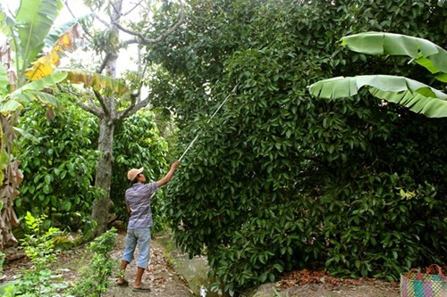 Măng cụt Lái Thiêu từ cây trăm tuổi giá 20.000 đồng/kg - Hình 2 Mang cut Lai Thieu tu cay tram tuoi gia 20.000 dong/kg-Hinh-2