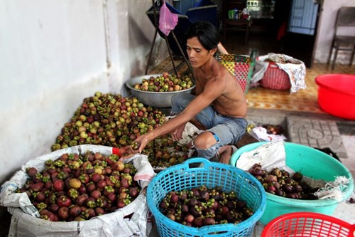 Măng cụt Lái Thiêu từ cây trăm tuổi giá 20.000 đồng/kg - Hình 13 Mang cut Lai Thieu tu cay tram tuoi gia 20.000 dong/kg-Hinh-13