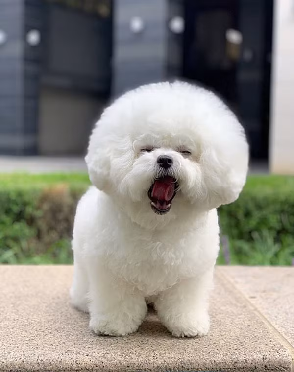 Hiện tại, chú chó nổi tiếng này đã sở hữu gần 2 triệu fan tại quê nhà Hàn Quốc và hàng chục nghìn followers trên các nền tảng MXH khác.