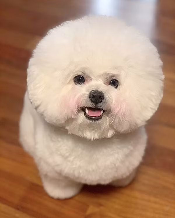 Bichon Joseph sinh ngày 12/9/2018, nặng 4.2kg và thuộc giống chó Bichon Frise. Đây là loài chó có ngoại hình dễ thương, thông minh và thân thiện nên được nhiều gia đình lựa chọn làm thú cưng trong nhà.