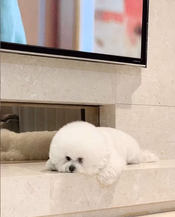 Nhìn những bức ảnh của Joseph được chủ nhân chụp từ phía sau, ai nấy c cũng đều lầm tưởng là một cục bông.