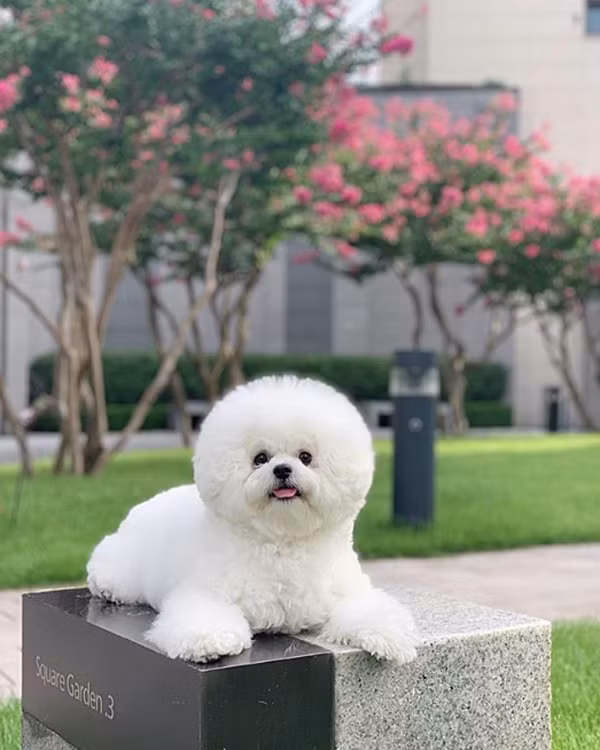 Tuy còn ít tuổi nhưng chú chó Bichon Joseph đến từ Hàn Quốc đã nổi tiếng trên MXH từ lâu nhờ loạt ảnh biểu cảm hài hước.