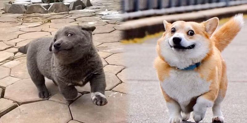 Nhưng nếu cư dân mạng Việt Nam nhìn thấy Gen, bất kì ai cũng sẽ thấy thật thân quen, bởi chú chó này ắt hẳn là anh em "cùng bố khác ông nội" với Nguyễn Văn Dúi, idol "cà khịa" đình đám mạng xã hội thời gian trước đây.