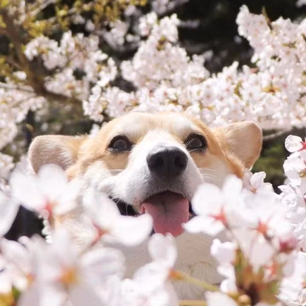 Anh em mình tuy khác màu da nhưng chân cùng ngắn và mặt cùng "vênh". (Ảnh: Gấu Mèo Bắc Mỹ, Gen The Corgi)