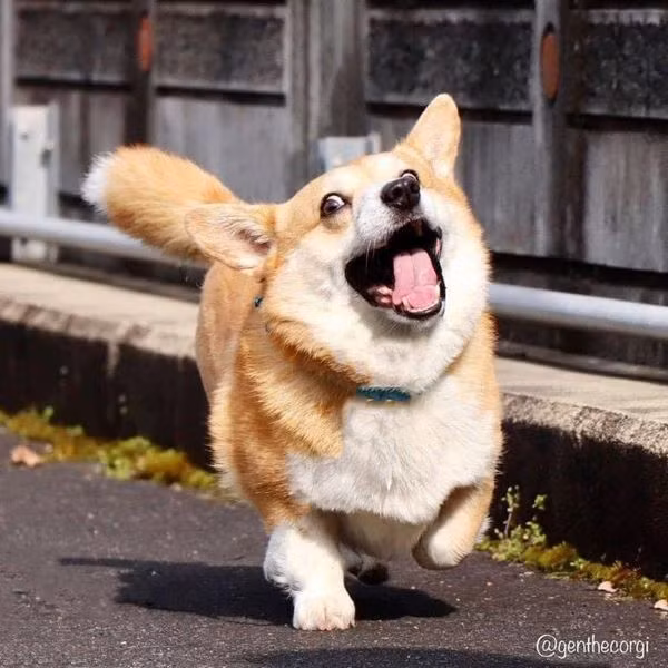 Chú chó Corgi này đang nhận được rất nhiều sự quan tâm từ cộng đồng mạng.