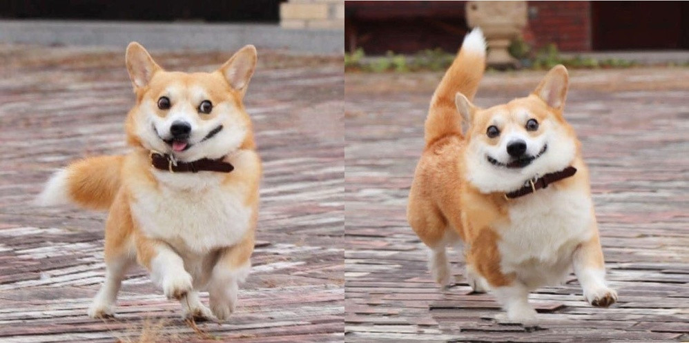 Khi vui, trông Gen lại càng giống Dúi.