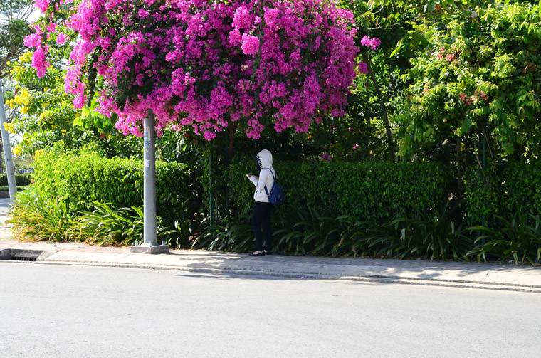 Nhiều người chọn bóng mát của cây để tránh nắng. 