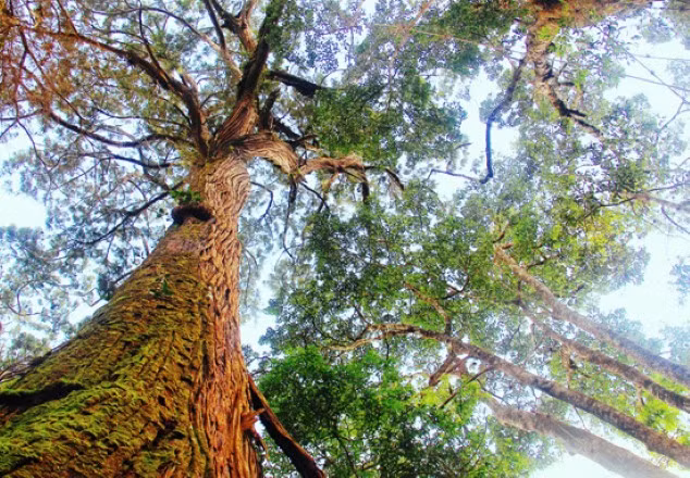 Ngam rung pomu doc nhat vo nhi con sot lai o VN-Hinh-3