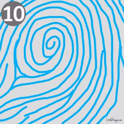 10. Vòng xoắn giống lông chim công: Những người có vân tay ở trung tâm gồm nhiều vòng tròn hoặc xoắn ốc, kết thúc của mỗi vòng được kết nối bởi một đường thẳng, giống như chiếc lông đuôi của con công thường là những người rất sâu sắc, có tố chất lãnh đạo, có tính nghệ thuật, ấm áp và chu đáo.