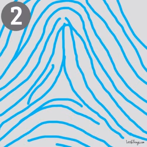 2. Hình lều: Những người có vân tay như hình lều trại với một đầu nhọn thường có tính cách cực đoan, nhút nhát. Không sợ thách thức và trở ngại, có tính sáng tạo nhưng đôi khi lại bốc đồng.