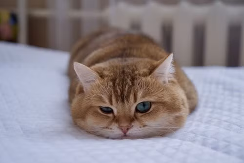 Tuy nhiên, Hosico lại là chú mèo có tính cả thèm chóng chán.