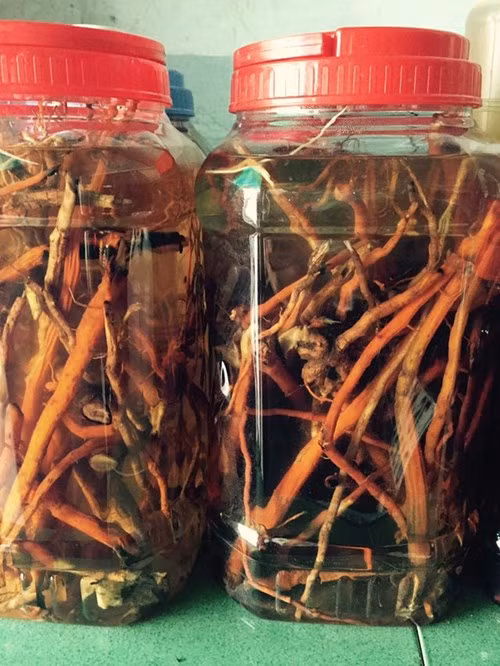 Tuy nhiên, từng có một số vụ ngộ độc chết người vì uống rượu ngâm rễ cây kiểu này. Gần đây nhất có thể kể đến vụ ngộ độc rượu xảy ra ở Đắc Lắc. Ảnh: Dân việt.