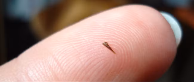 Dùng khoai tây lấy dằm: Khi bị dằm đâm vào tay chân bạn cũng có thể dùng khoai tây để lấy ra.