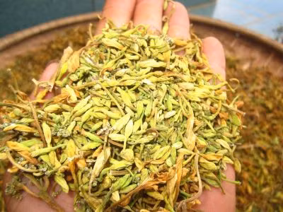 Mỗi ngày bạn cho bé uống 1/4 gói, 3 lần/ ngày. Bài thuốc này có thể chữa chứng ho gà có sốt, ho nhiều đờm dãi.