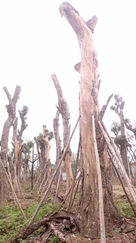 Những gốc cây trơ trọi, tróc vỏ ở vườn ươm Yên Sở.