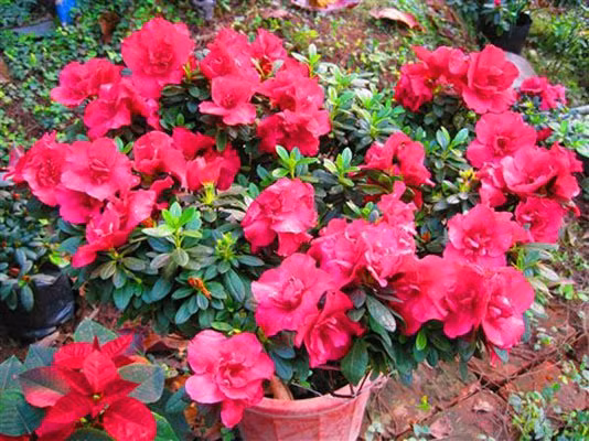 Sau đây là một số bài thuốc từ hoa đỗ quyên Kiến Thức muốn giới thiệu cùng bạn.