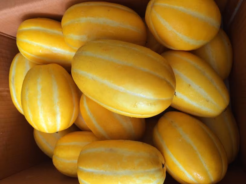 Bên cạnh những giống dưa lạ kể trên, một số loại dưa ngon quen thuộc khác như dưa lê Hàn Quốc cũng đã chiếm được tình cảm của những người sành ăn. Ảnh: Cleverfood.