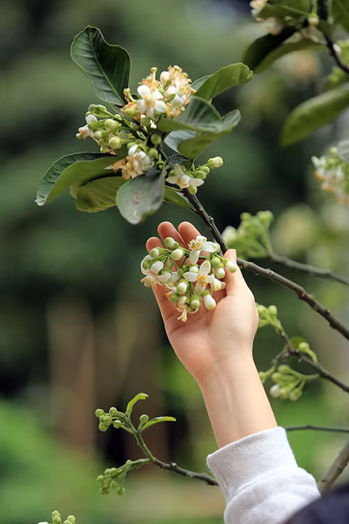 Theo các chuyên gia dược liệu thì tinh dầu hoa bưởi, có thể kết hợp cùng một số vị thuốc khác để dùng chữa cảm mạo, đau bụng, tiêu đờm.