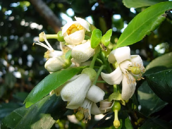 Kết hơp nấu hoa bưởi với đường phèn và nước uống có tác dụng tuần hoàn khí huyết, chữa đau dạ dày.